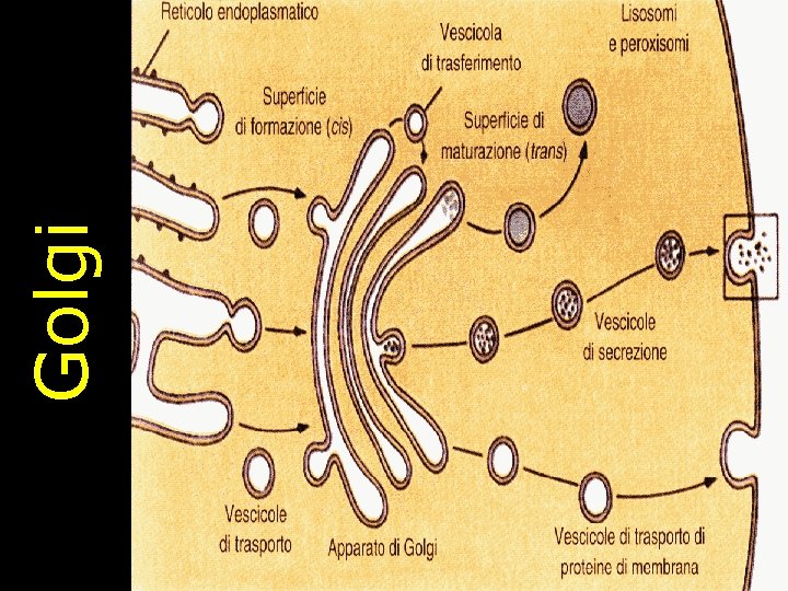 Golgi 