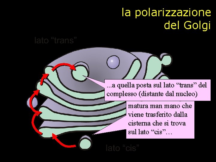 la polarizzazione del Golgi . . . a quella posta sul lato il contenuto