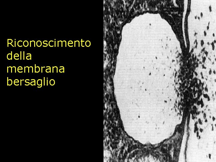 Riconoscimento della membrana bersaglio 