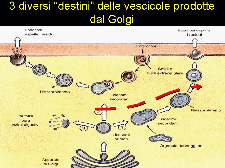 3 diversi “destini” delle vescicole prodotte dal Golgi 