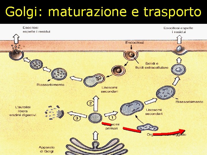 Golgi: maturazione e trasporto 