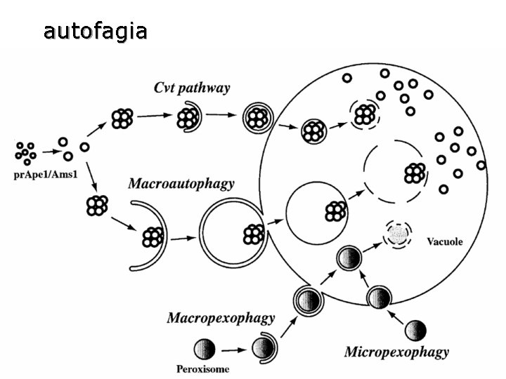 autofagia 