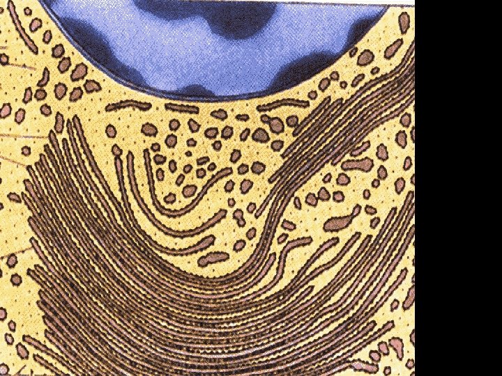 Reticolo endoplasmatico rugoso 