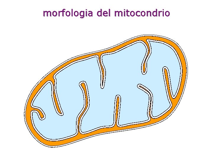 morfologia del mitocondrio 