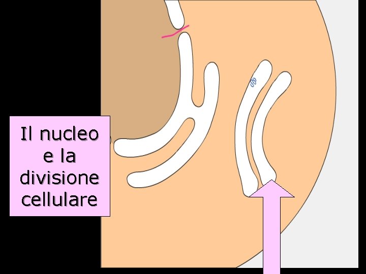 Il nucleo e la divisione cellulare 