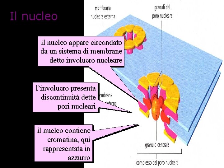 Il nucleo il nucleo appare circondato da un sistema di membrane detto involucro nucleare