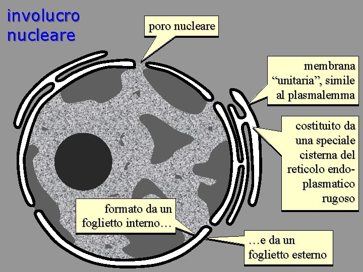 involucro nucleare poro nucleare membrana “unitaria”, simile al plasmalemma formato da un foglietto interno…
