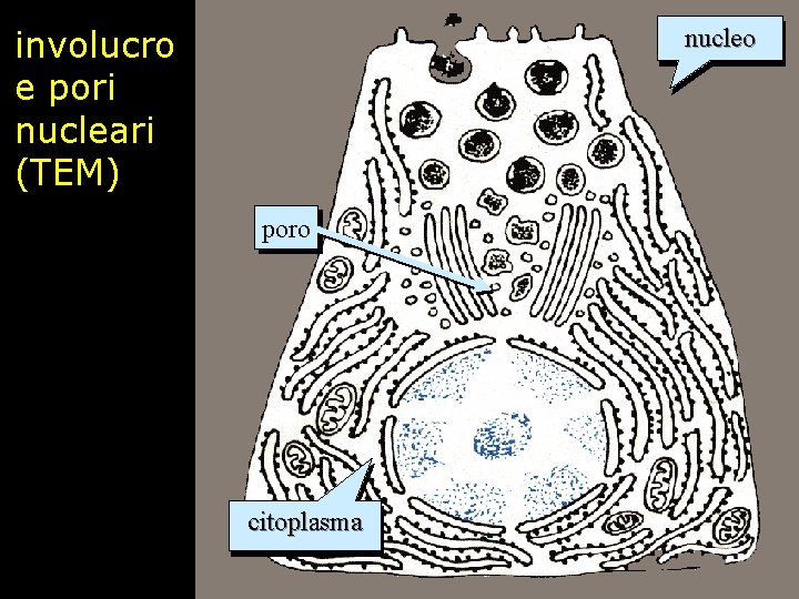 involucro e pori nucleari (TEM) nucleo poro citoplasma 