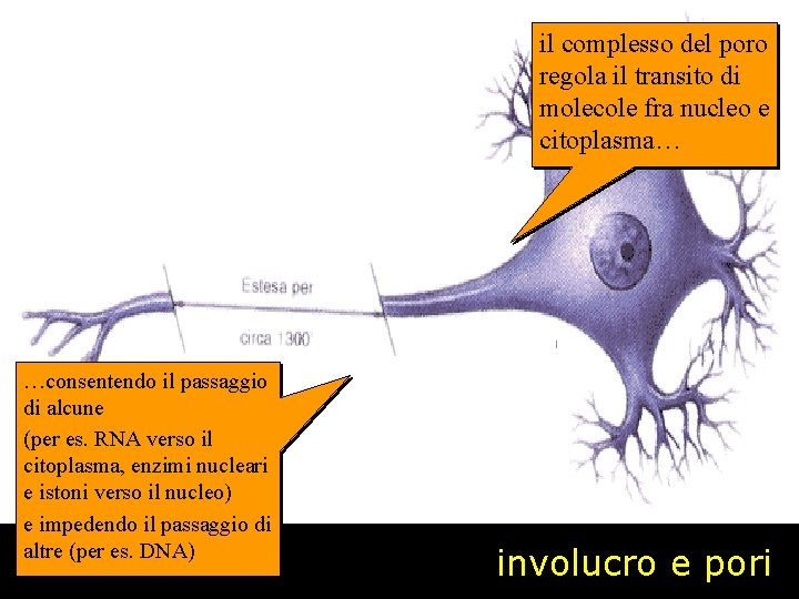 il complesso del poro regola il transito di molecole fra nucleo e citoplasma… …consentendo