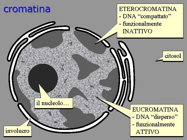 cromatina ETEROCROMATINA - DNA “compattato” - funzionalmente INATTIVO citosol il nucleolo… involucro EUCROMATINA -