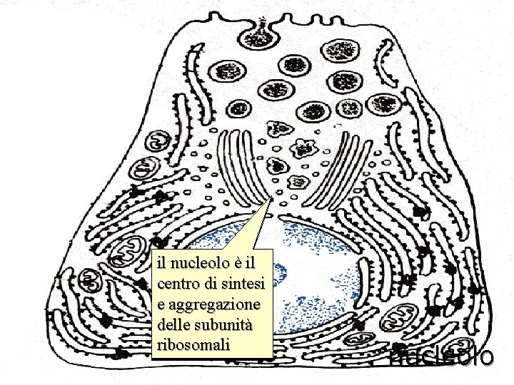 il nucleolo è il centro di sintesi e aggregazione delle subunità ribosomali nucleolo 