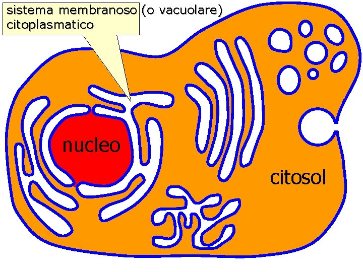 sistema membranoso (o vacuolare) citoplasmatico nucleo citosol 