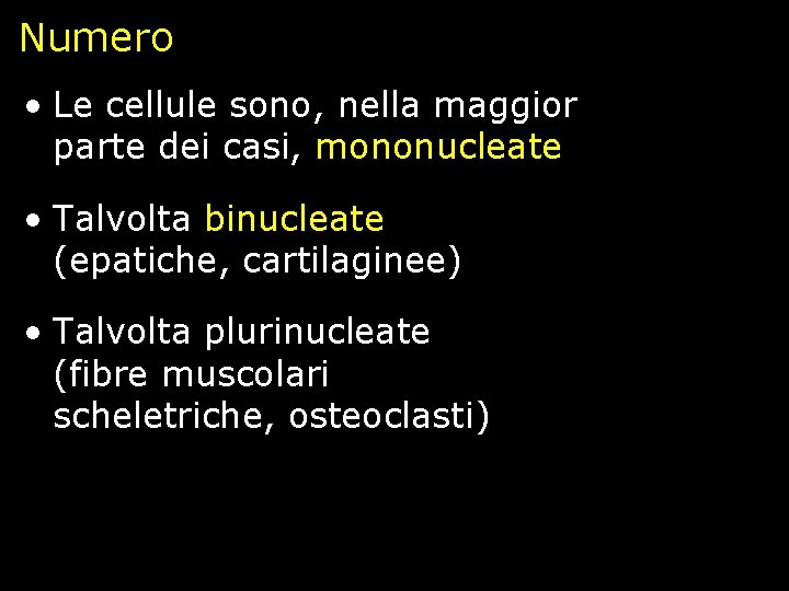 Numero • Le cellule sono, nella maggior parte dei casi, mononucleate • Talvolta binucleate