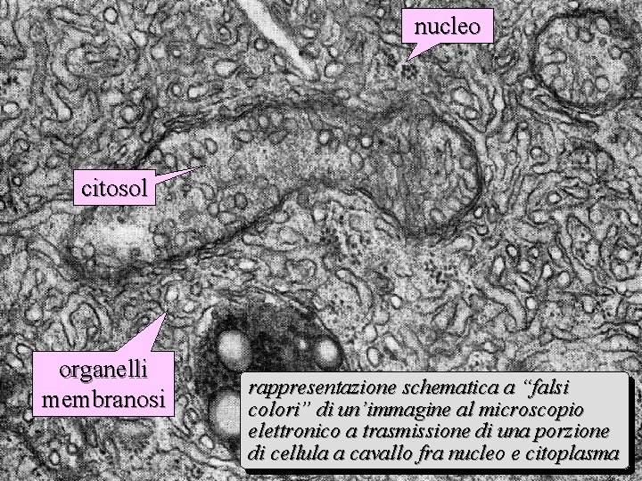 nucleo citosol organelli membranosi rappresentazione schematica a “falsi colori” di un’immagine al microscopio elettronico