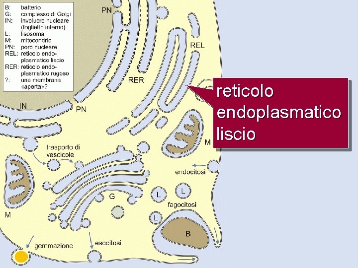 reticolo endoplasmatico liscio 