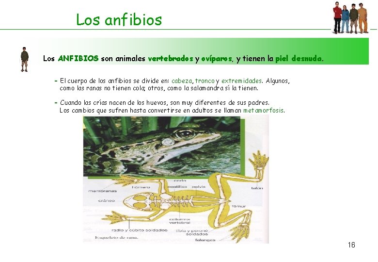 Los anfibios Los ANFIBIOS son animales vertebrados y ovíparos, y tienen la piel desnuda.