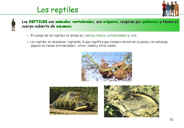 Los reptiles Los REPTILES son animales vertebrados, son ovíparos, respiran por pulmones y tienen