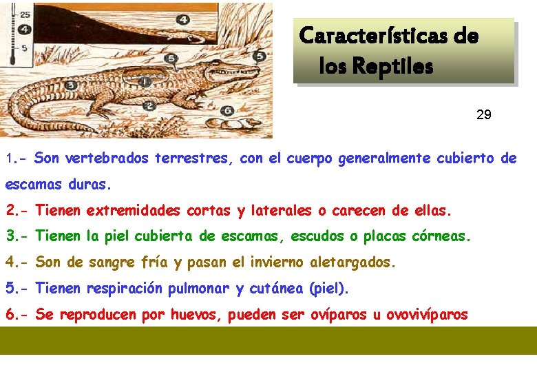  Características de los Reptiles 29 1. - Son vertebrados terrestres, con el cuerpo