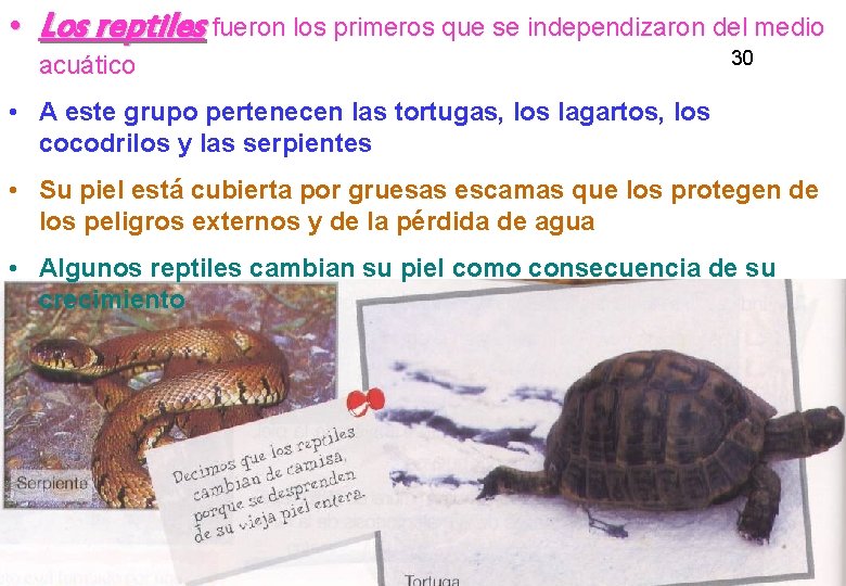  • Los reptiles fueron los primeros que se independizaron del medio acuático 30