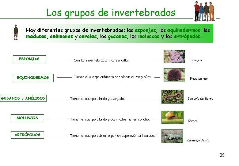 Los grupos de invertebrados Hay diferentes grupos de invertebrados: las esponjas, los equinodermos, las