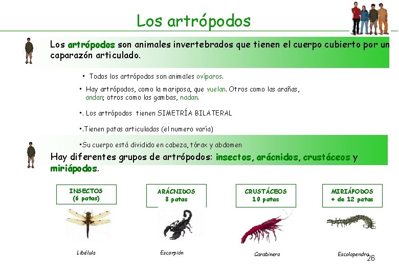 Los artrópodos son animales invertebrados que tienen el cuerpo cubierto por un caparazón articulado.