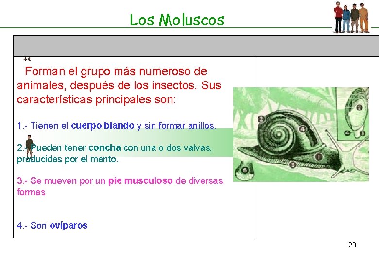 Los Moluscos Forman el grupo más numeroso de animales, después de los insectos. Sus