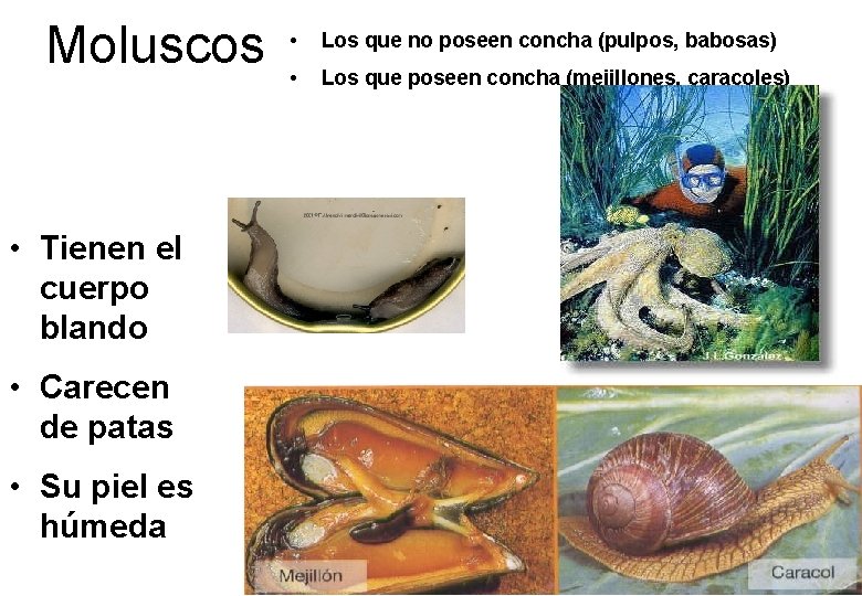 Moluscos • Los que no poseen concha (pulpos, babosas) • Los que poseen concha