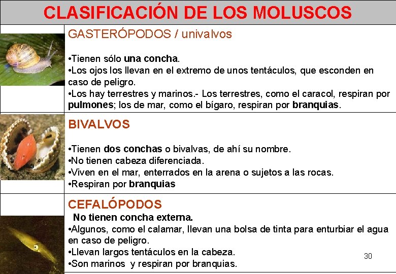 CLASIFICACIÓN DE LOS MOLUSCOS GASTERÓPODOS / univalvos • Tienen sólo una concha. • Los