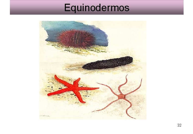 Equinodermos 32 