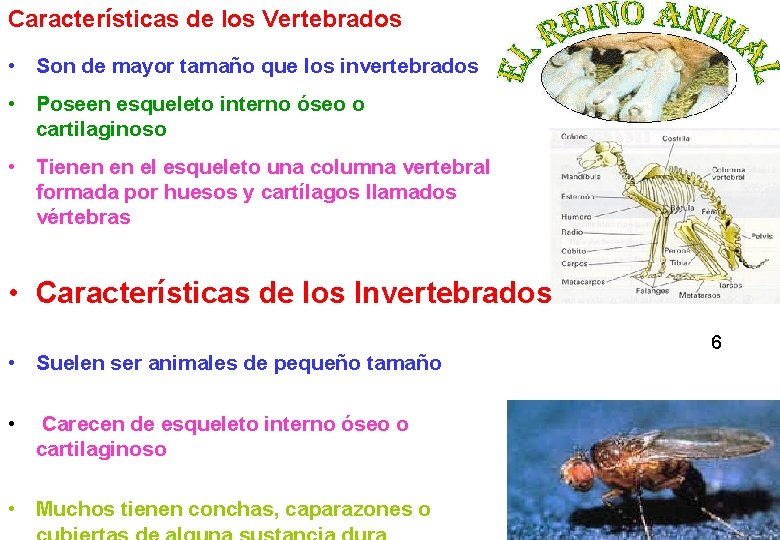 Características de los Vertebrados • Son de mayor tamaño que los invertebrados • Poseen