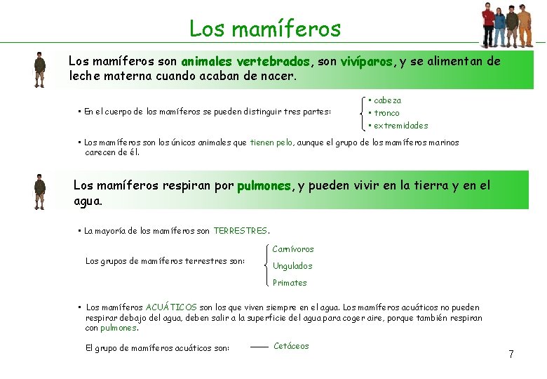 Los mamíferos son animales vertebrados, son vivíparos, y se alimentan de leche materna cuando