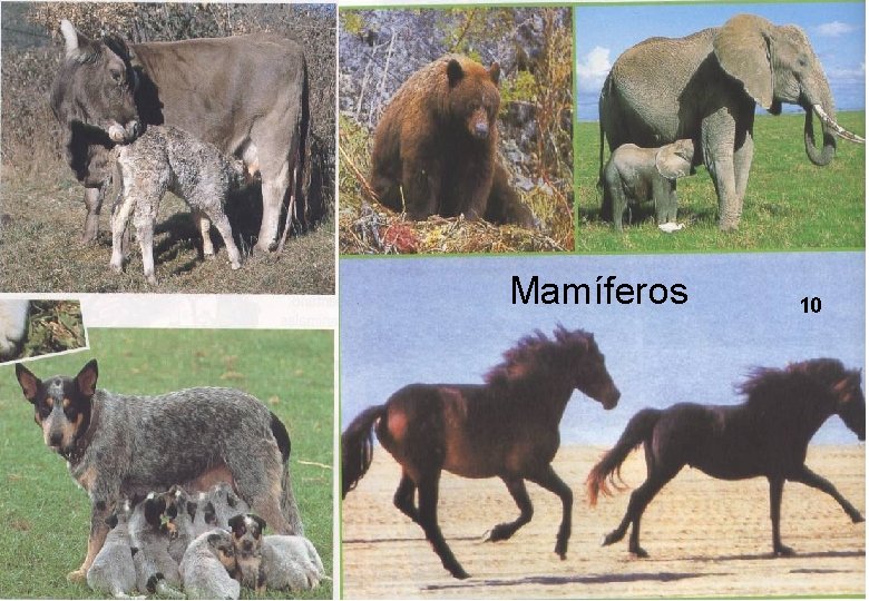 Mamíferos 10 8 