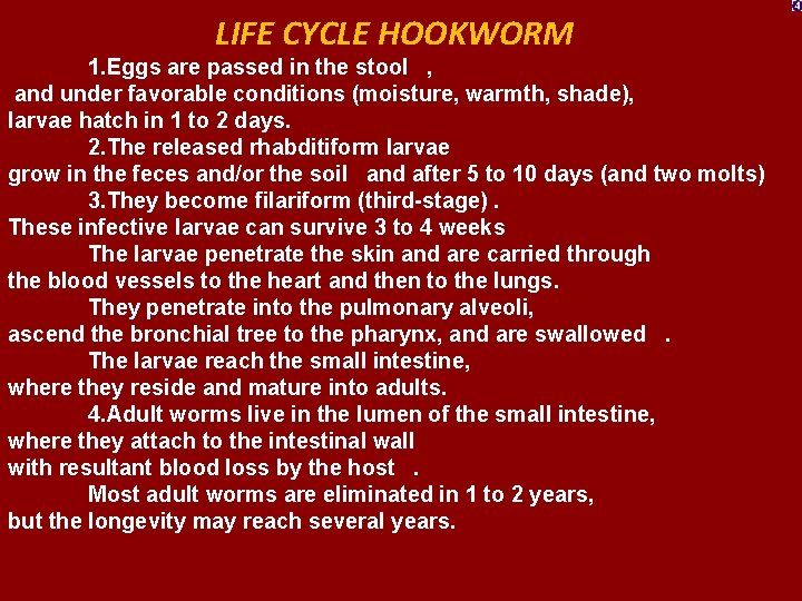 LIFE CYCLE HOOKWORM 1. Eggs are passed in the stool , and under favorable