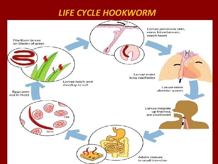 LIFE CYCLE HOOKWORM 