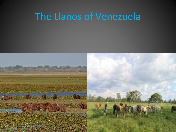 The Llanos of Venezuela 