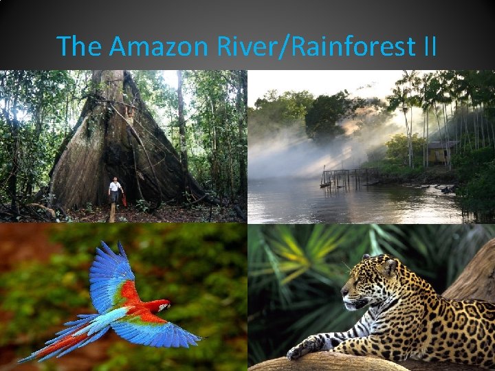The Amazon River/Rainforest II 
