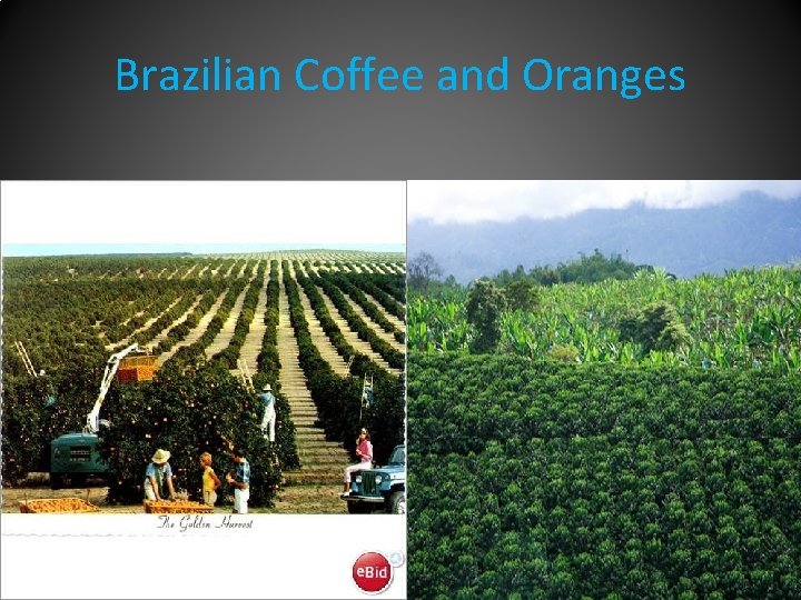 Brazilian Coffee and Oranges 