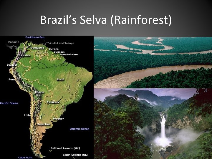 Brazil’s Selva (Rainforest) 