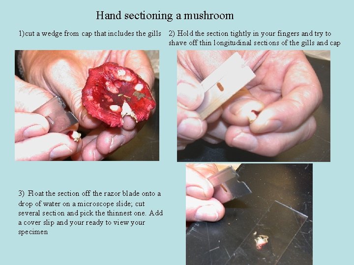 Hand sectioning a mushroom 1)cut a wedge from cap that includes the gills 2) Hand sectioning a mushroom 1)cut a wedge from cap that includes the gills 2)