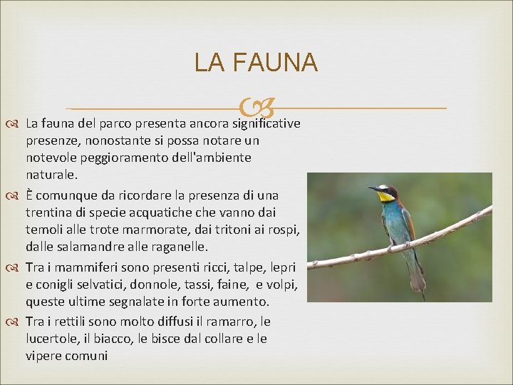LA FAUNA La fauna del parco presenta ancora significative presenze, nonostante si possa notare LA FAUNA La fauna del parco presenta ancora significative presenze, nonostante si possa notare