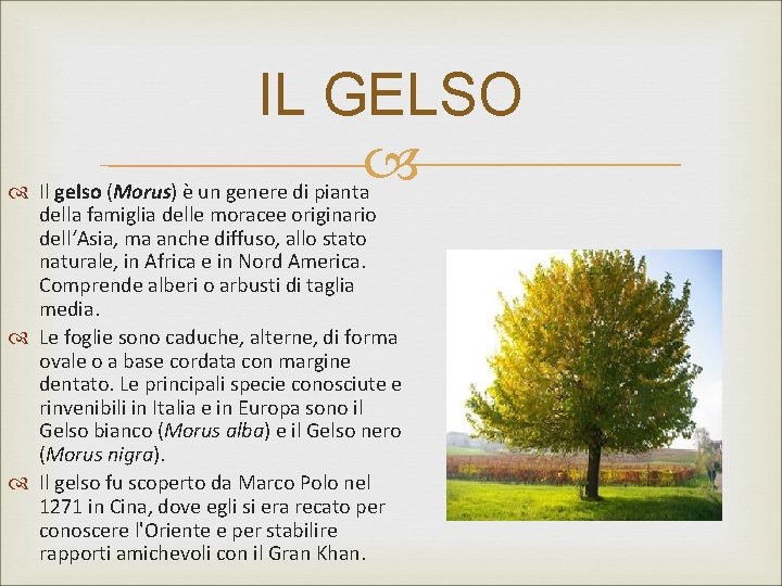 IL GELSO Il gelso (Morus) è un genere di pianta della famiglia delle moracee IL GELSO Il gelso (Morus) è un genere di pianta della famiglia delle moracee