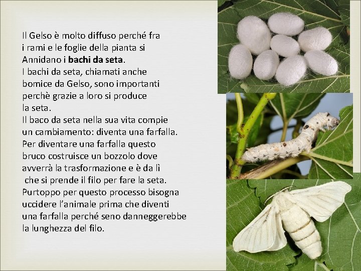 Il Gelso è molto diffuso perché fra i rami e le foglie della pianta Il Gelso è molto diffuso perché fra i rami e le foglie della pianta