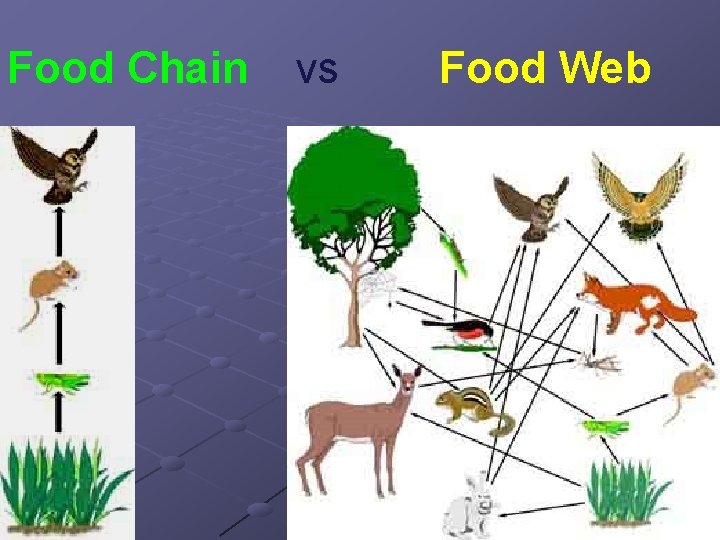 Food Chain vs Food Web 