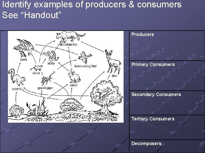 Identify examples of producers & consumers See “Handout” Producers Primary Consumers Secondary Consumers Tertiary