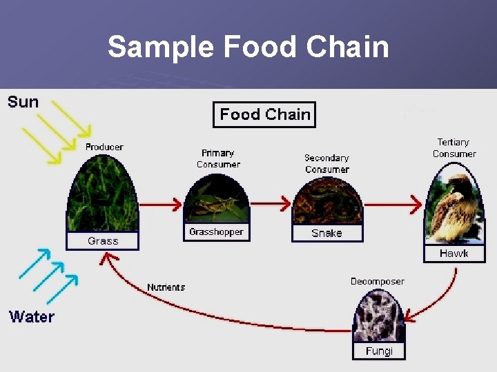 Sample Food Chain 