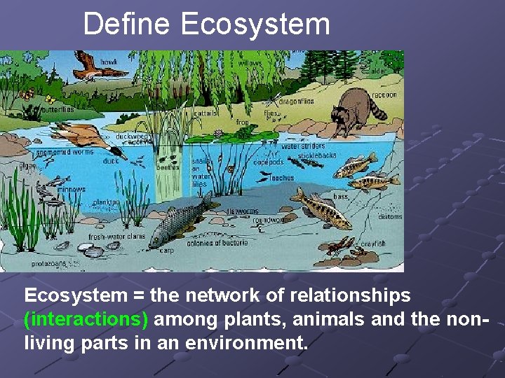Define Ecosystem = the network of relationships (interactions) among plants, animals and the nonliving
