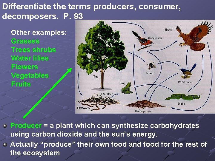 Differentiate the terms producers, consumer, decomposers. P. 93 Other examples: Grasses Trees shrubs Water
