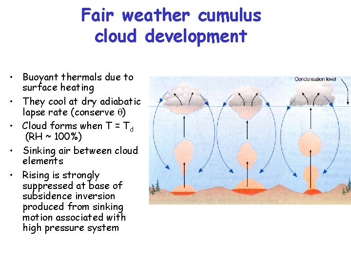 Fair weather cumulus cloud development • Buoyant thermals due to surface heating • They