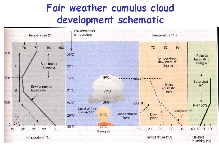 Fair weather cumulus cloud development schematic 