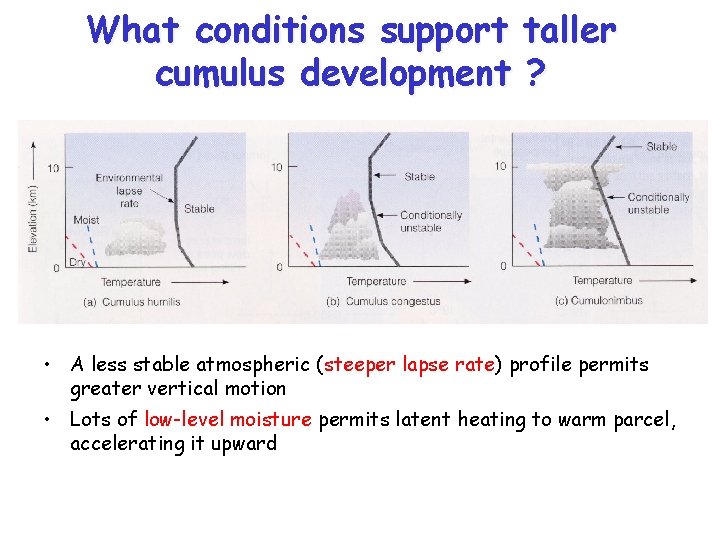 What conditions support taller cumulus development ? • A less stable atmospheric (steeper lapse